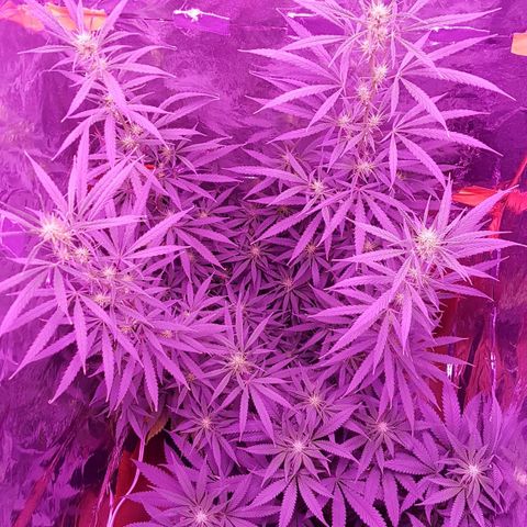 Unbekannte Sorte growlog timeline photo
