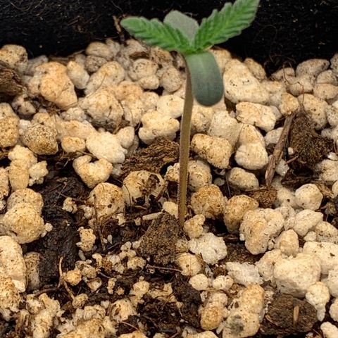 Planta 1 growlog photo