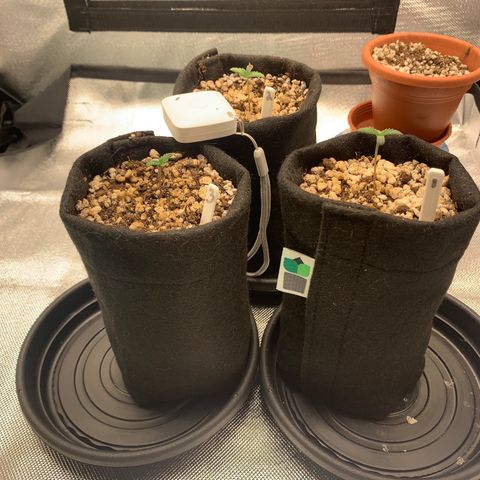 Planta 1 growlog photo