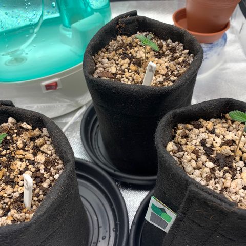 Planta 1 growlog photo