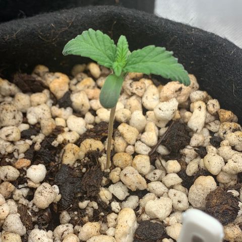 Planta 1 growlog photo