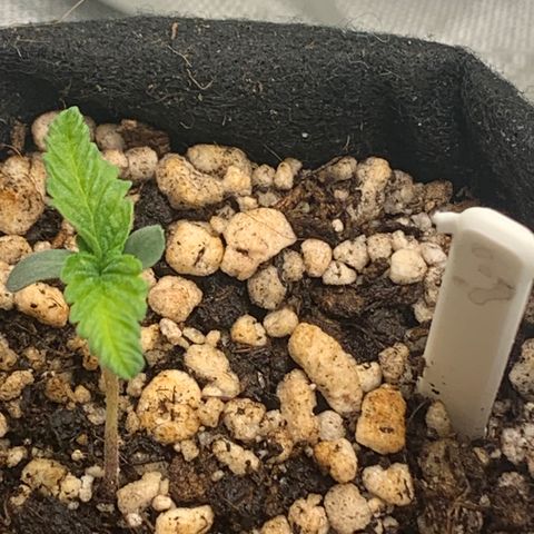 Planta 3 growlog timeline photo