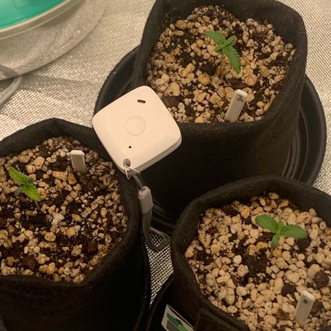 Planta 1 growlog photo