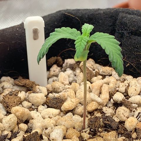 Planta 1 growlog photo: Leaves are curved down