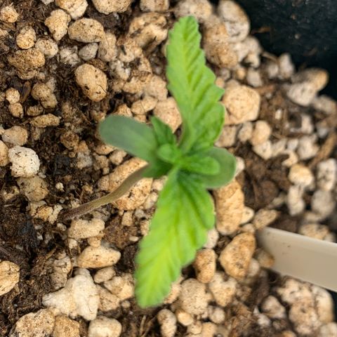 Planta 3 growlog photo: Leaves are getting , with a light green color. 