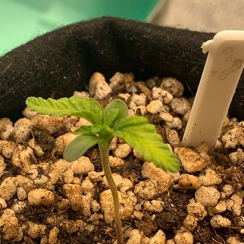 Planta 3 growlog photo: Leaves are getting , with a light green color. 