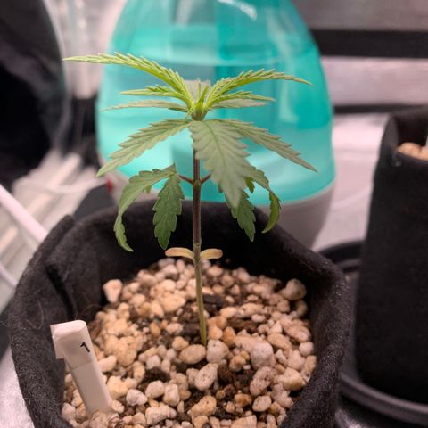 Planta 1 growlog photo: First set of 5 leaves 