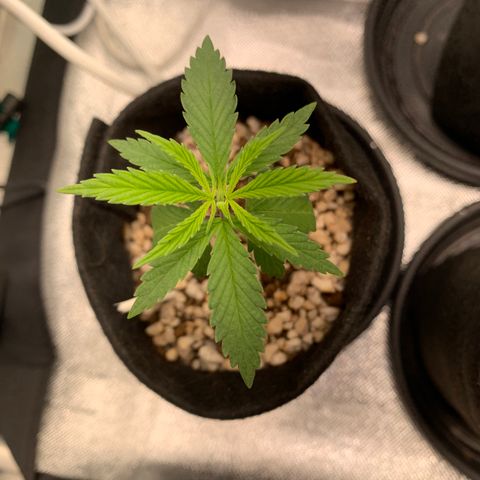 Planta 1 growlog photo: First set of 5 leaves 