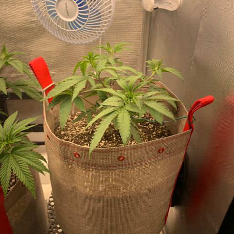 Planta 3 growlog timeline photo