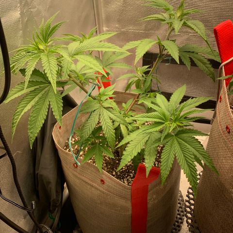 Planta 1 growlog timeline photo