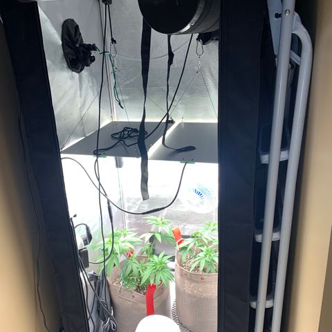 Planta 1 growlog timeline photo