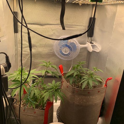 Planta 1 growlog timeline photo