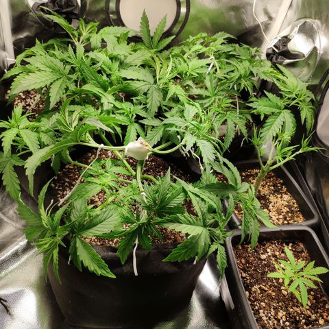 Pão de Açucar growlog photo: Ajuste nas amarras