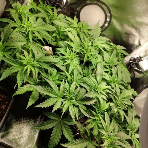 Pão de Açucar growlog timeline photo