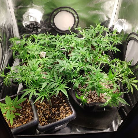 Pão de Açucar growlog photo: Poda limpeza + ajuste LST