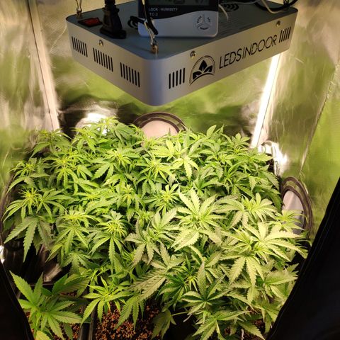Pão de Açucar growlog photo: Início fert vega