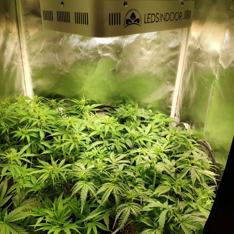 Pão de Açucar growlog photo: Poda, ajuste lst, rega fert
