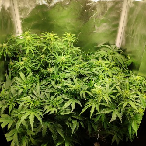 Pão de Açucar growlog timeline photo