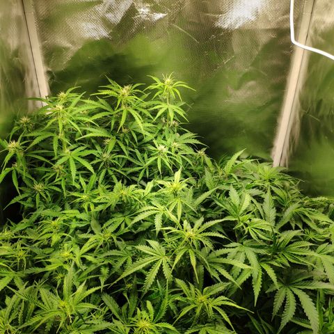 Pão de Açucar growlog timeline photo