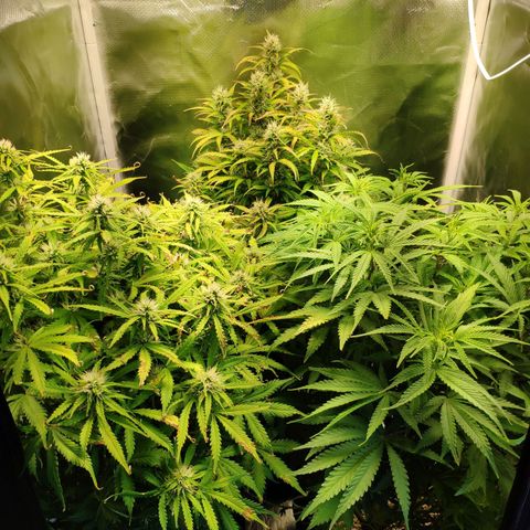 Pão de Açucar growlog photo: Recuperando do overwater