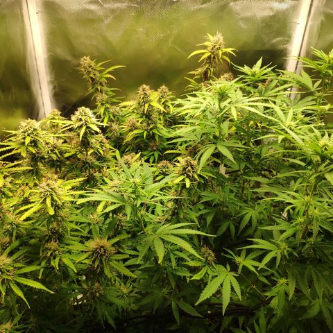 Pão de Açucar growlog timeline photo