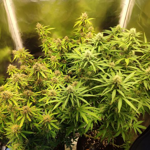 Pão de Açucar growlog timeline photo