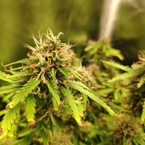 Pão de Açucar growlog timeline photo