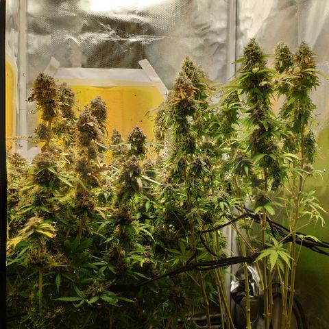 Pão de Açucar growlog timeline photo