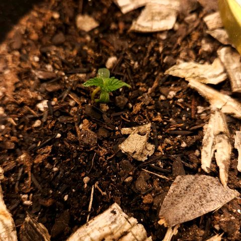 OG Kush Auto growlog photo: aparentemente tudo normal, solo ainda úmido, unidade entre 80/90%, temperatura em 26/29°C, 250ppfd, 20/4, regando com água pH 6.2.