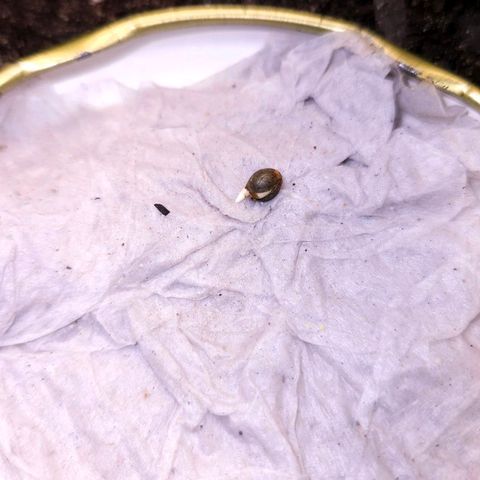 The smallest growlog timeline photo
