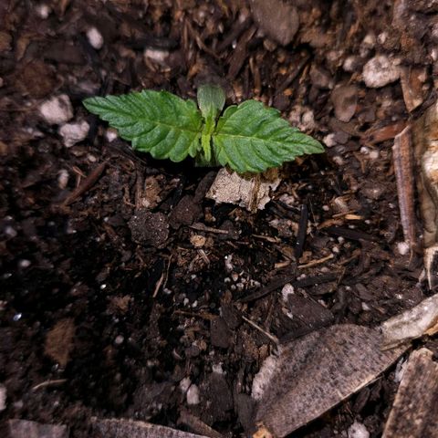 OG Kush Auto growlog photo: primeiro par de folhas verdadeiras on.
