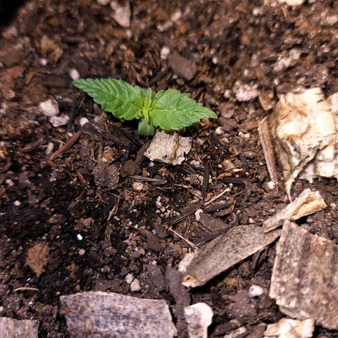 OG Kush Auto growlog photo: primeiro par de folhas verdadeiras on.