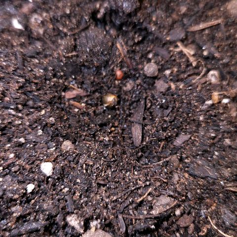 The smallest growlog photo: Semente no solo.