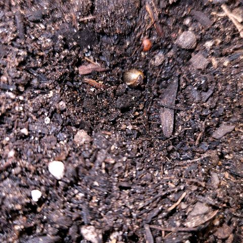 The smallest growlog photo: Semente no solo.