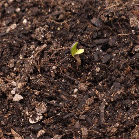 The smallest growlog timeline photo