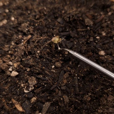 The smallest growlog timeline photo