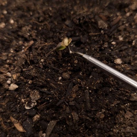 The smallest growlog timeline photo