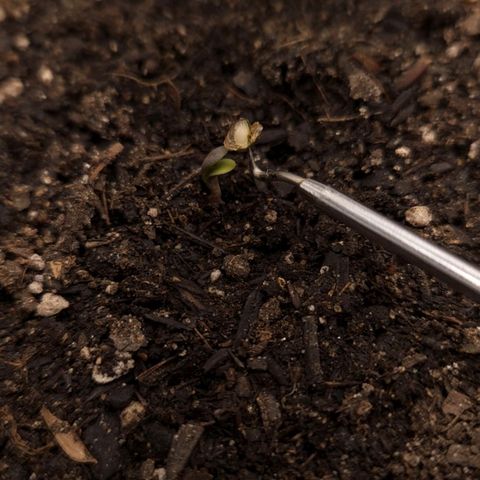 The smallest growlog timeline photo
