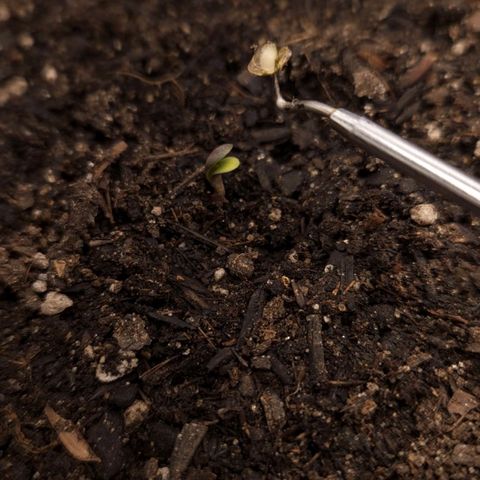 The smallest growlog timeline photo