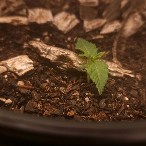 OG Kush Auto growlog timeline photo