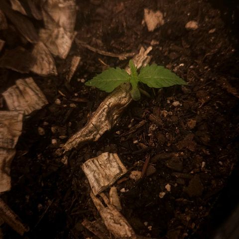 OG Kush Auto growlog timeline photo