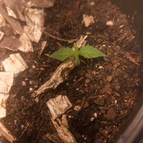 OG Kush Auto growlog timeline photo
