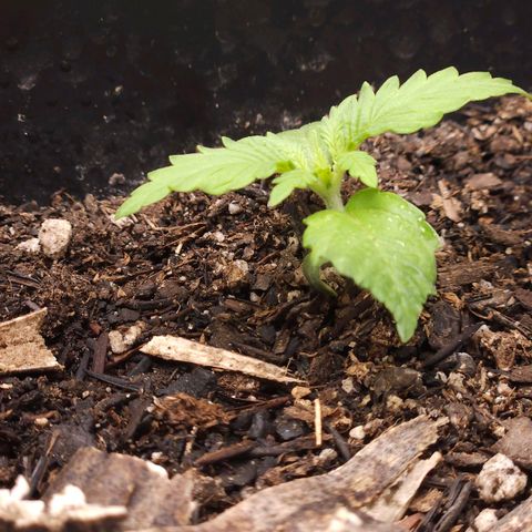 OG Kush Auto growlog timeline photo