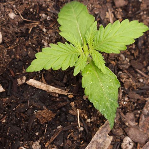 OG Kush Auto growlog timeline photo