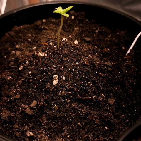 The smallest growlog timeline photo