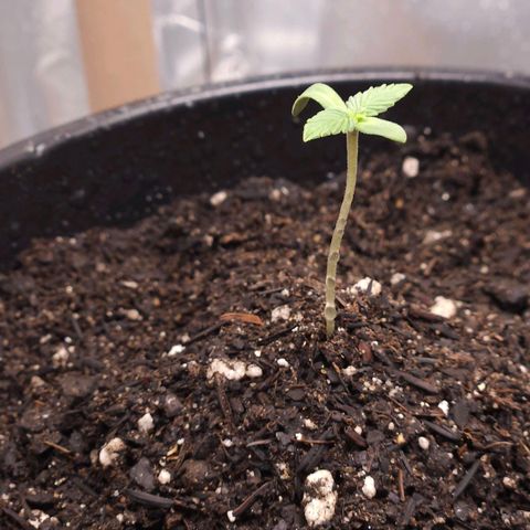 The smallest growlog timeline photo