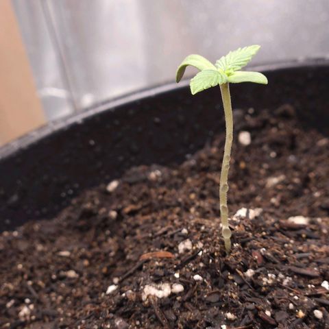 The smallest growlog timeline photo