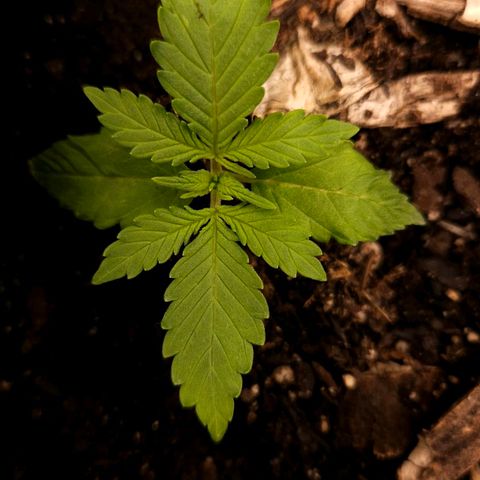 OG Kush Auto growlog timeline photo