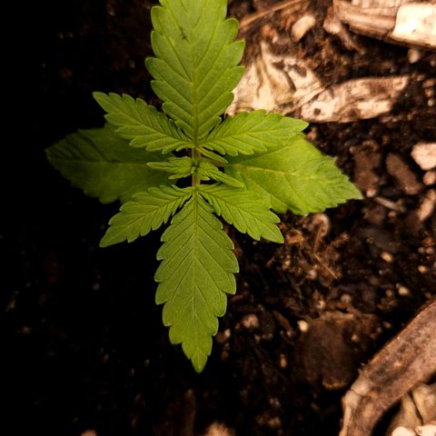 OG Kush Auto growlog timeline photo