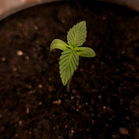The smallest growlog timeline photo